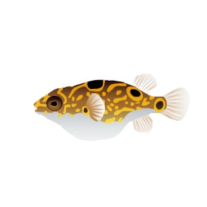 Figure Eight Puffer